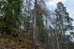 DSC_5776-Pano