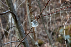 DSC_5787