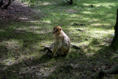 Affenberg-0893