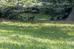 Affenberg-0899-Verbessert-RR
