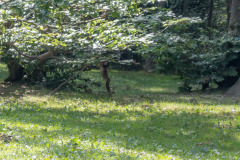 Affenberg-0900-Verbessert-RR