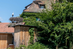Affenberg-0946