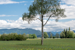 Blumen-0457