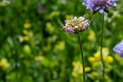 Blumen-0475