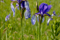 Blumen-0484