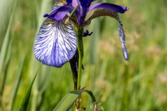 Blumen-0487