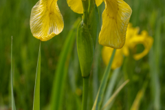Blumen-0503