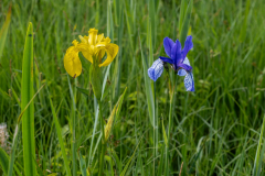 Blumen-0504