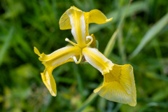 Blumen-0505