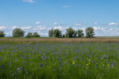 Blumen-0508