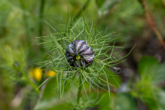 Blumen-0534