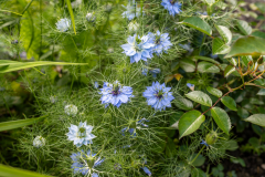 Blumen-0535