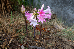 ZFC_5438