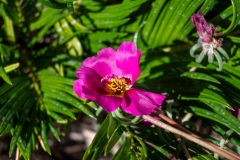 ZFC_5576