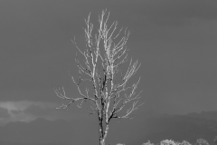 ZFC_3158