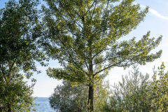 Rheinholz-0688
