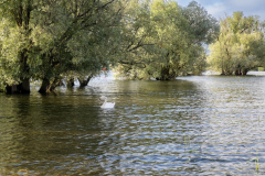 Rheinholz-0712