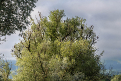 Rheinholz-0715