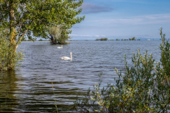 Rheinholz-0730