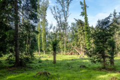 Rheinholz-0747