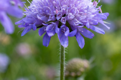 Blumen-0465