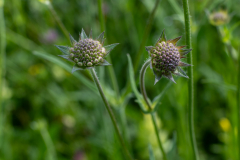 Blumen-0468