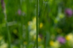 Blumen-0469