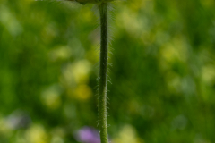 Blumen-0478
