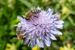 Blumen-0479