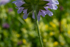 Blumen-0481