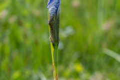 Blumen-0502