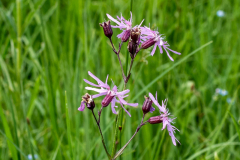 Blumen-0513
