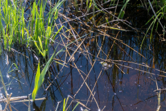 Blumen-0520