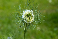 Blumen-0533