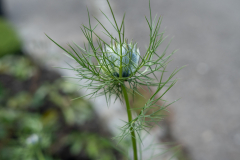 Blumen-0540