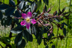 Landschaft-0608
