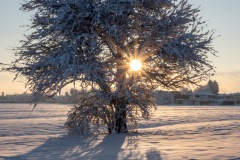 Schnee-9913