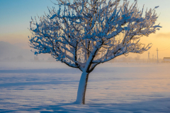Schnee-9919