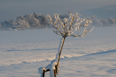 Schnee-9920