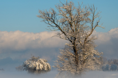 Schnee-9930
