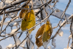 Schnee-9933