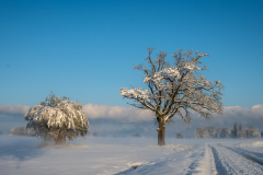 Schnee-9934