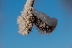 Schnee-9944