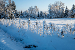 Schnee-9945