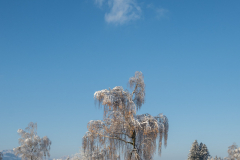 Schnee-9957-Bearbeitet