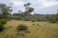 ZFC_2941