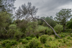 ZFC_2949