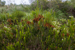 ZFC_2960