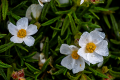ZFC_2978