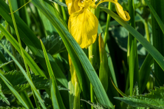 ZFC_7284